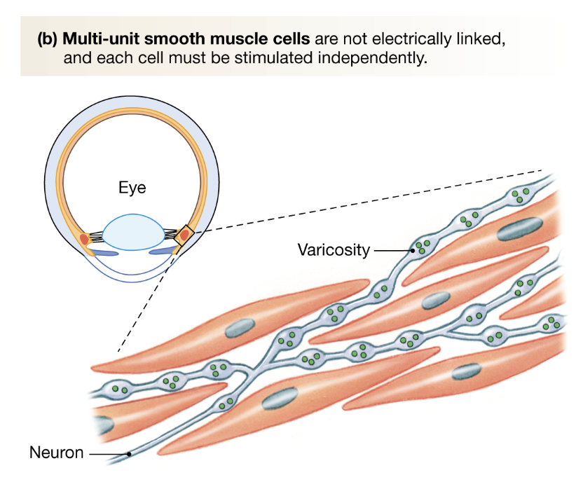 <ul><li><p>in your eye</p></li><li><p>each cell must be individually innervated</p></li></ul><p></p>