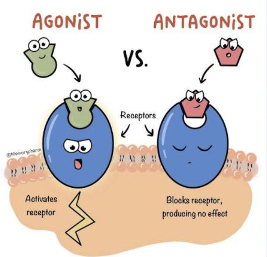 <p>drugs that produce effects like those produced by naturally occurring hormones, neurotransmitters, and other substances</p>