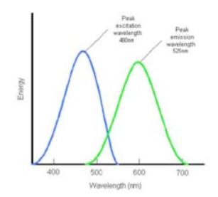 <p>To separate what dye is absorbed/reflected</p><p>Graph:</p><ul><li><p>Blue curve represents wavelengths that excite the particular dye, green curve represents the light that the dye admits</p></li><li><p>Shining blue light at specimen → fluorophore absorbs blue → fluorophore emits green → Microscope detects green</p></li><li><p>Microscope ignores the light used to excite the sample, instead showing the light coming back from the fluorescent molecules</p></li><li><p>This is also why florescent structures are able to appear brilliantly colored against a dark background</p><ul><li><p>Microscope doesn’t illuminate with light </p></li><li><p>We shine the appropriate excitation wavelength onto specimen</p></li><li><p>Only fluorophores capable of absorbing that wavelength become excited and emit their own</p></li></ul></li><li><p>TAKEAWAY: Fluorophore absorbs energy and emits a new photon at a different wavelength</p></li></ul><p></p>