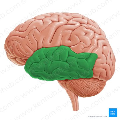 <p>Lobe and functions</p>
