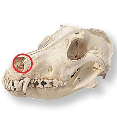 <p>Sinus </p>