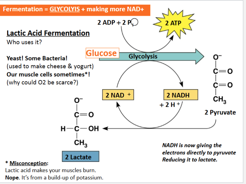 <p>as you can see in the picture, glucose goes through glycolysis, making 2 ATP. as that happens, NADH and NAD+ are going back and forth between each other. The NADH gives electrons to pyruvate which makes it into lactate!</p>