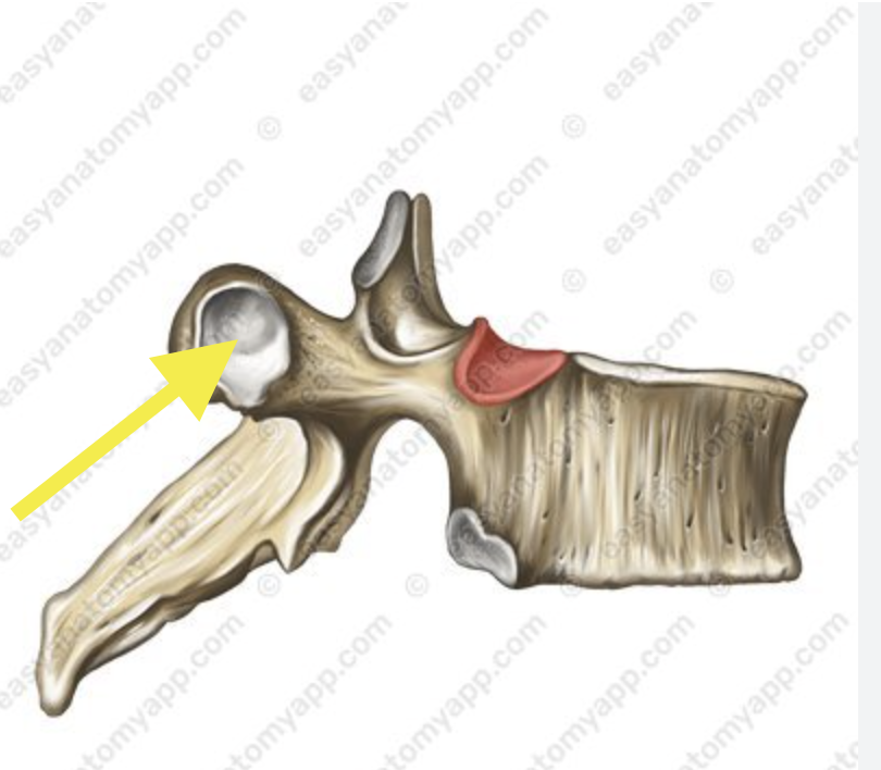 <p>Identify what the arrow is pointing at </p>