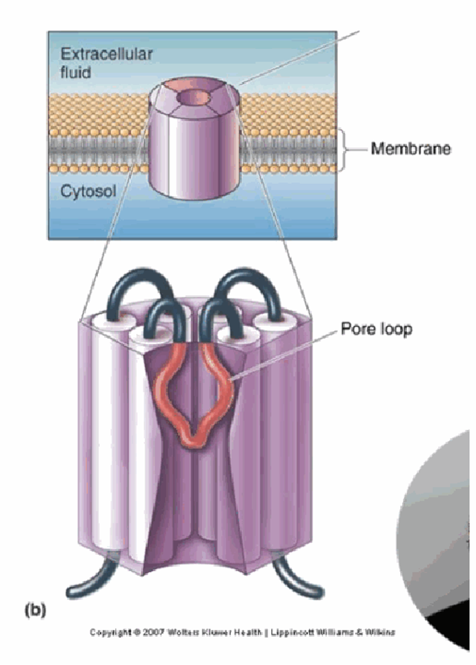 <p>It's built from 4 homologous membrane-spanning domains (I–IV), each with 6 helices (S1–S6). The pore loop (shown in red) between S5/S6 acts as the selectivity filter, allowing only Na+ through. Extended intracellular domains can physically occlude the channel, giving a distinct inactivation mechanism separate from simply closing.</p>