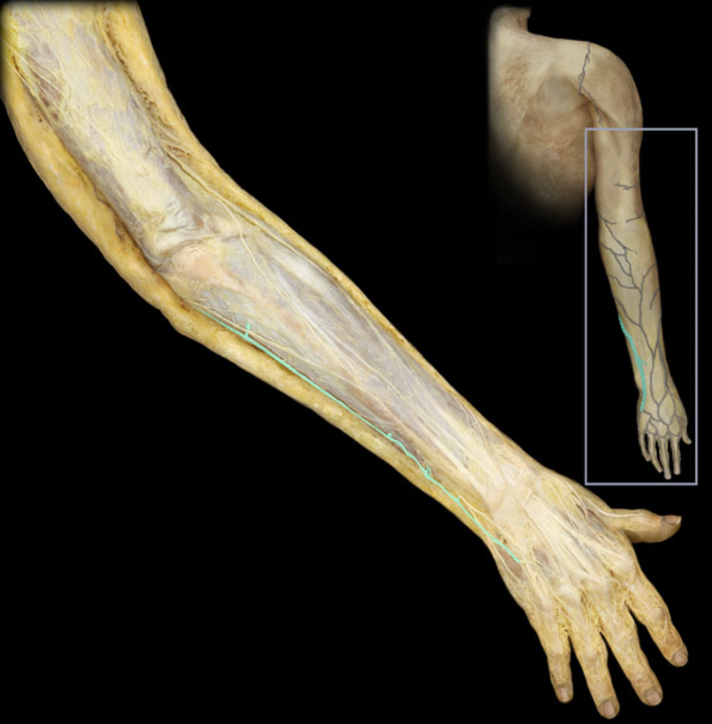 <p>Identify the blood vessel of the upper extremity</p>