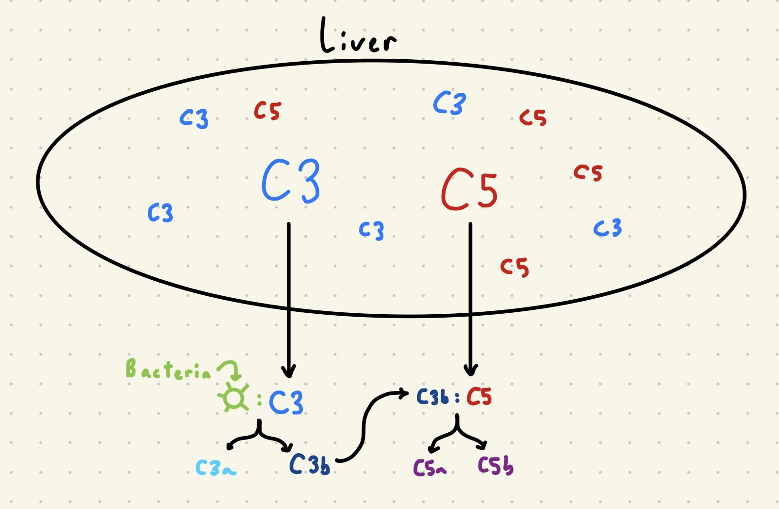 <ul><li><p>System of plasma proteins made by the liver that play multiple roles in innate immunity</p></li><li><p><span style="color: rgb(98, 194, 248);"><strong>C3</strong></span><strong> and </strong><span style="color: rgb(250, 57, 57);"><strong>C5</strong></span>: Continuously made by the liver</p><ul><li><p>C3 is in its inactive form until it binds to bacteria, changing its conformation and initiating auto-cleavage</p><ul><li><p><span style="color: rgb(126, 245, 255);">C3a</span>: Released</p></li><li><p><span style="color: rgb(59, 116, 240);"><strong>C3b</strong></span>: On surface of pathogen (<u>IMPORTANT for cleavage of </u><span style="color: rgb(245, 68, 68);"><u>C5</u></span><u>, generating </u><span style="color: rgb(168, 101, 245);"><u>C5b</u></span><u> and </u><span style="color: rgb(163, 77, 242);"><u>C5a</u></span>)</p></li></ul></li></ul></li></ul><p></p>