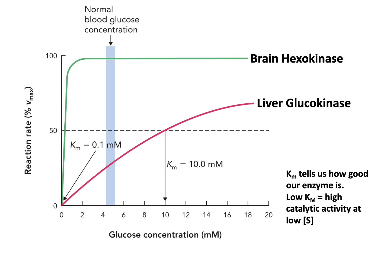 <p>In the case of Hexokinase (brain) and Glucokinase (liver) why is it important that Hexokinase has a very low Km?</p>