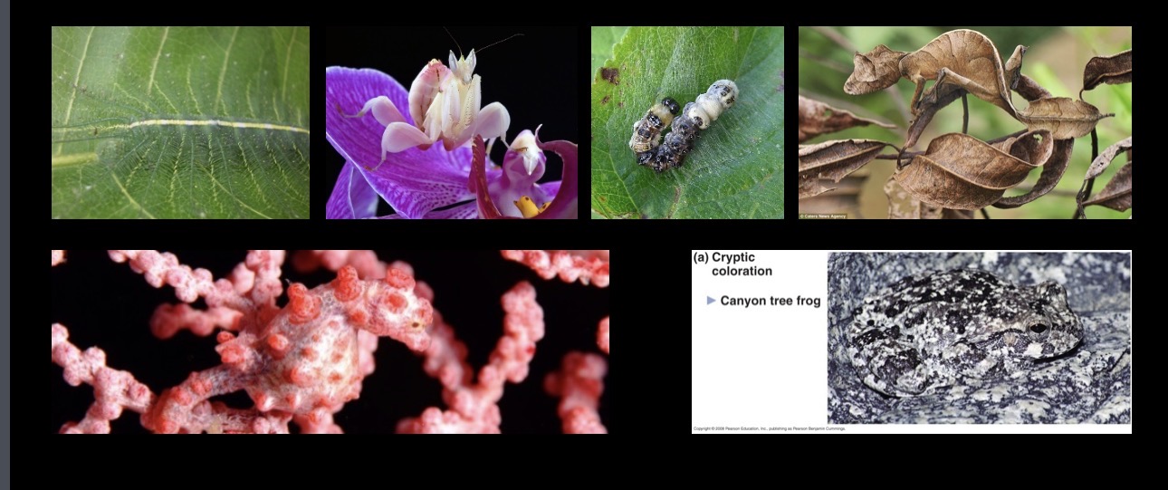 <p>Prey species evolved ____ to reduce their risk of detection</p><ul><li><p>Masquerade, Also Called Misidentification, Is A Type Of Camouflage That Resembles An Abiotic Substance Or Inedible Substance</p></li></ul><p></p>