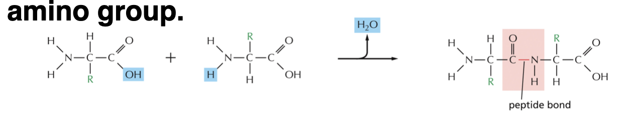 <p>What type of reaction is forms peptide bonds that hold amino acids together? What groups are these reactions between?</p>