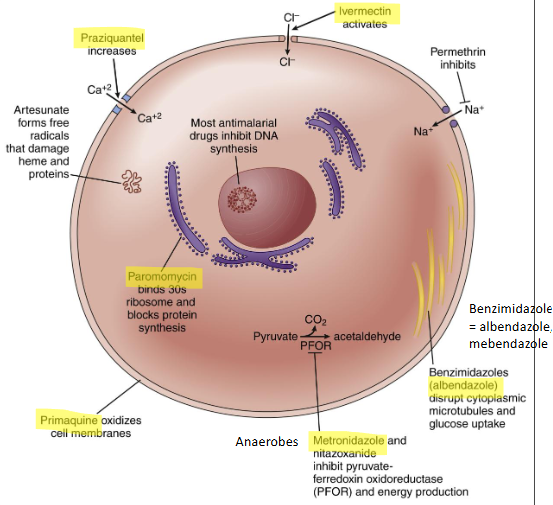 <ul><li><p>inc. IC Ca levels → muscle paralysis</p></li><li><p>act. Cl channel → muscle paralysis</p></li><li><p>disrupt cytoplasmic microtubules + glucose uptake</p></li></ul><p></p>