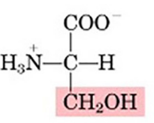 <p>looks like Alanine with hydroxyl group, protonated at pH 7 (R group pKa = 13)</p>