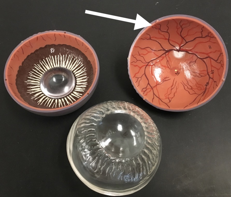 <p><span>name the specific PINK structure at the end of the arrow's point</span></p>