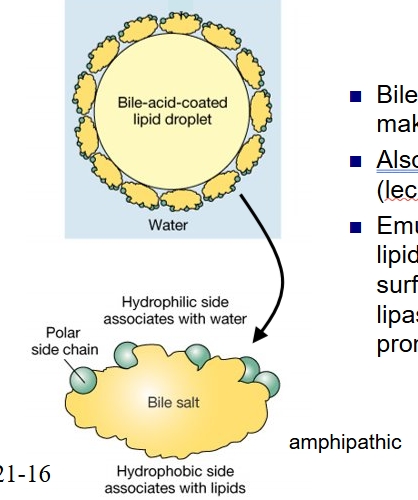 <ul><li><p class="Paragraph WhiteSpaceCollapse SCXP15761754 BCX8" style="text-align: left;"><span style="line-height: 0px;">Bile salts coat lipids to make <strong>emulsions</strong>​</span></p></li><li><p class="Paragraph WhiteSpaceCollapse SCXP15761754 BCX8" style="text-align: left;"><span style="line-height: 0px;">Also phospholipids (lecithins) and cholesterol​</span></p></li><li><p class="Paragraph WhiteSpaceCollapse SCXP15761754 BCX8" style="text-align: left;"><span style="line-height: 0px;">Emulsification of dietary lipids increases the surface area exposed to lipases and therefore promotes digestion</span></p></li></ul><p>allows for more efficient action of lipase </p>