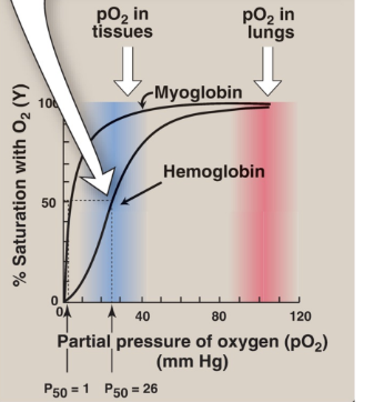 <ul><li><p><strong>sigmoidal</strong> curve (s curve)</p></li><li><p><strong>cooperative</strong>(4 subunits)</p></li><li><p><strong>Lower</strong> affinity for O2</p></li></ul><p><mark data-color="yellow" style="background-color: yellow; color: inherit;">Func: O transport in blood</mark></p>