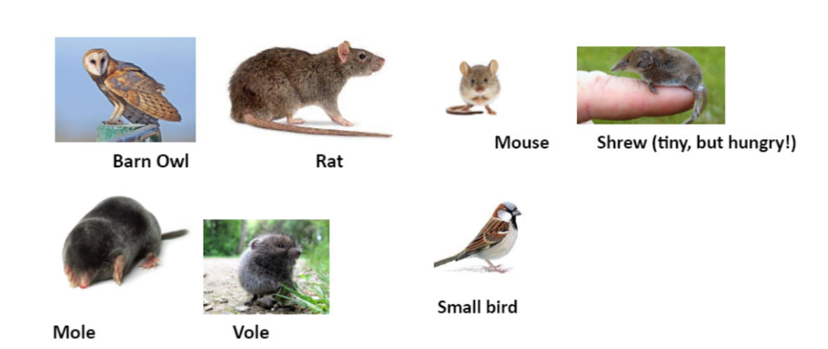 knowt flashcard image