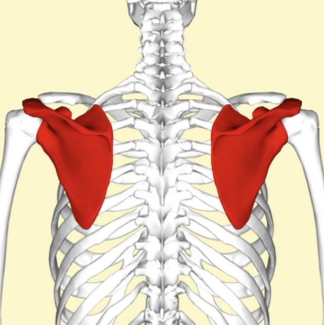 <p>Shoulder blade. <strong>(Clavicle)</strong></p>