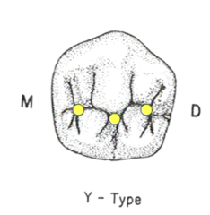 <p>- mesial</p><p>- distal</p><p>- central</p>