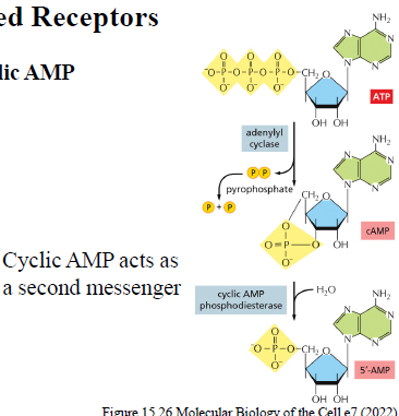 <p>cAMP er en second messenger.</p><p>Det dannes fra ATP af enzymet adenylyl cyclase.</p><p>cAMP phosphodiesterase omdanner cAMP til 5’-AMP.</p>