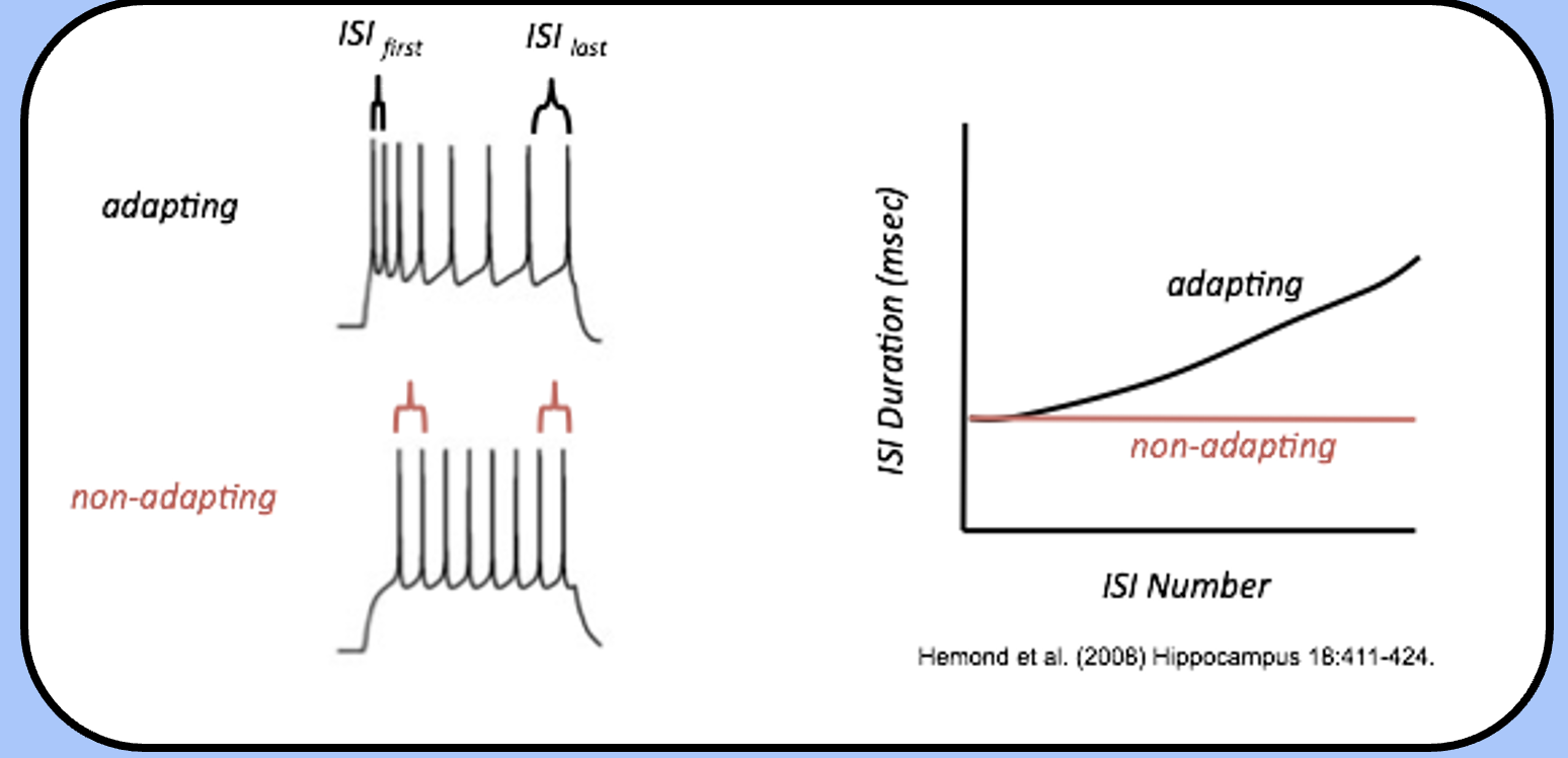 <p><span style="font-family: "Helvetica Light";">another property that we often see during action potential trains is <em><u>spike frequency adaptation</u></em> (SFA).</span></p><p><span style="font-family: "Helvetica Light";">trains from an adapting neuron will “space themselves out,” during the train, so that the <em><u>interspike interval</u></em> (ISI) between the last two spikes is larger than the ISI between the first two spikes.</span></p>