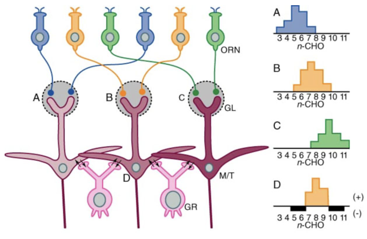 <p>Inhibitory interactions <strong>between neighboring glomeruli/mitral cells</strong> that suppress weaker signals</p><ul><li><p><strong>A/B/C (OSNs): broad responses</strong></p></li><li><p><strong>D (mitral cell): narrow, refined response</strong></p></li></ul><p></p>
