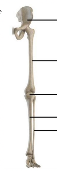 <p>Benoem de onderdelen van de tractus locomotorius (skelet) van superior naar inferior. Benoem daarbij ook de onderdelen van de voet van superior naar inferior.</p>