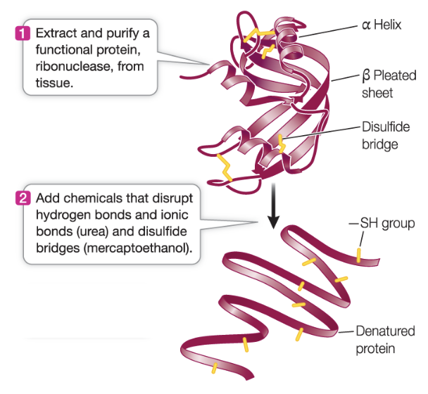 <ul><li><p>Denaturation is the change to the secondary or tertiary structure of a protein.</p></li><li><p>It causes the protein to either completely, or partially, stop functioning.</p></li></ul><p></p>