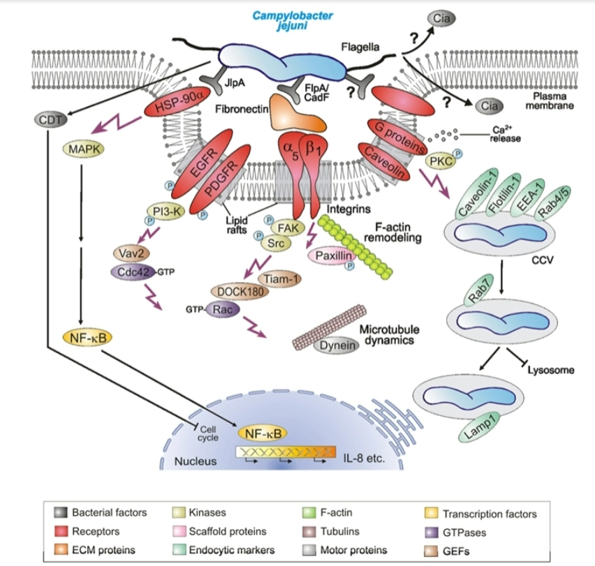 <ol><li><p>Cytosolic Pathogens = Sommige bacteriën weigeren in het blaasje te blijven. Ze breken het membraan van de vacuole heel snel af en ontsnappen naar het <strong>cytoplasma</strong> (de celvloeistof).</p></li></ol><p><strong>Voordeel:</strong> In het cytoplasma is een overvloed aan voedingsstoffen (zoals suikers en aminozuren) te vinden voor snelle vermenigvuldiging. Bovendien kunnen ze hier het actineskelet kapen (zoals we eerder zagen) om zich voort te bewegen.</p><p><strong>Voorbeelden:</strong> <strong><em>Listeria monocytogenes</em></strong> en <strong><em>Shigella flexneri</em></strong>.</p><p></p><ol start="2"><li><p>Vacuolar Pathogens = Andere bacteriën kiezen ervoor om juist <em>binnenin</em> de vacuole te blijven wonen. Normaal gesproken fuseert zo'n vacuole met een lysosoom (een blaasje vol maagzuur en afbraakenzymen) om de bacterie te doden. Deze bacteriën manipuleren de celcommunicatie om die fusie te <strong>blokkeren</strong> of te veranderen. Ze bouwen de vacuole om tot een veilige, op maat gemaakte 'bunker' waarin ze kunnen groeien.</p></li></ol><p><strong>Voorbeeld:</strong> <strong><em>Salmonella enterica</em></strong> (die een <em>Salmonella-containing vacuole</em> of SCV vormt).</p><p></p>
