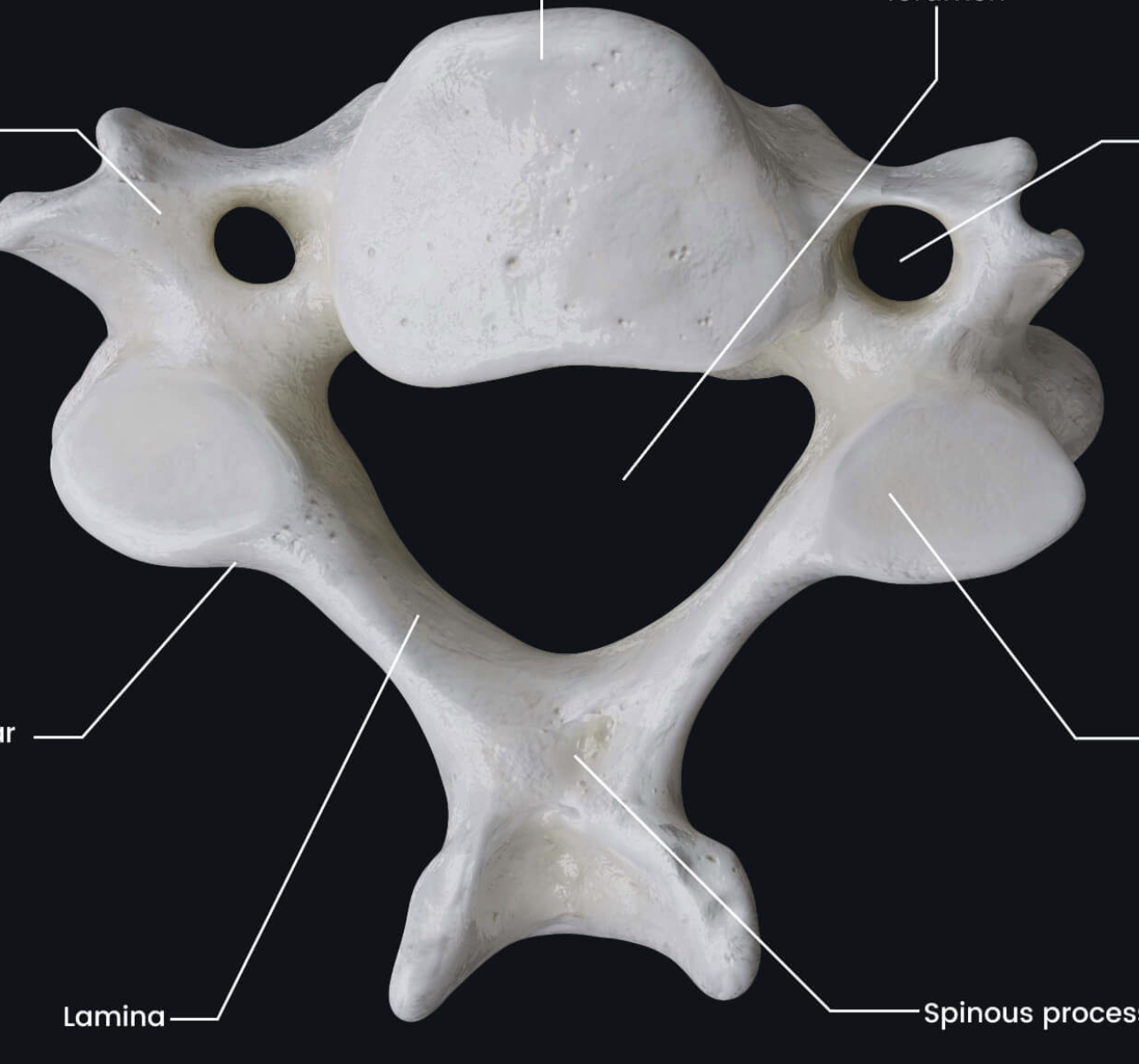 <p>WHat is the small hole called and what vertebrae only has this </p>