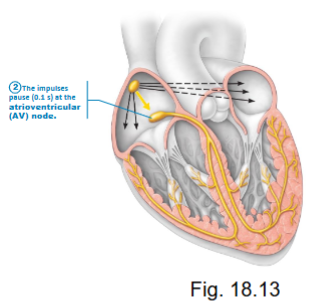 <ul><li><p>rate = 50 APs/min</p></li><li><p>on its own, so can have HR with no SA node but it would be a slower heart rate</p></li></ul><p></p>