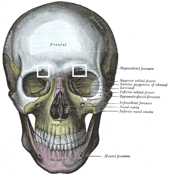 <p>Supraorbital foramen/notch</p>