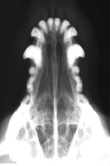 <p>Is this normal or abnormal?</p>