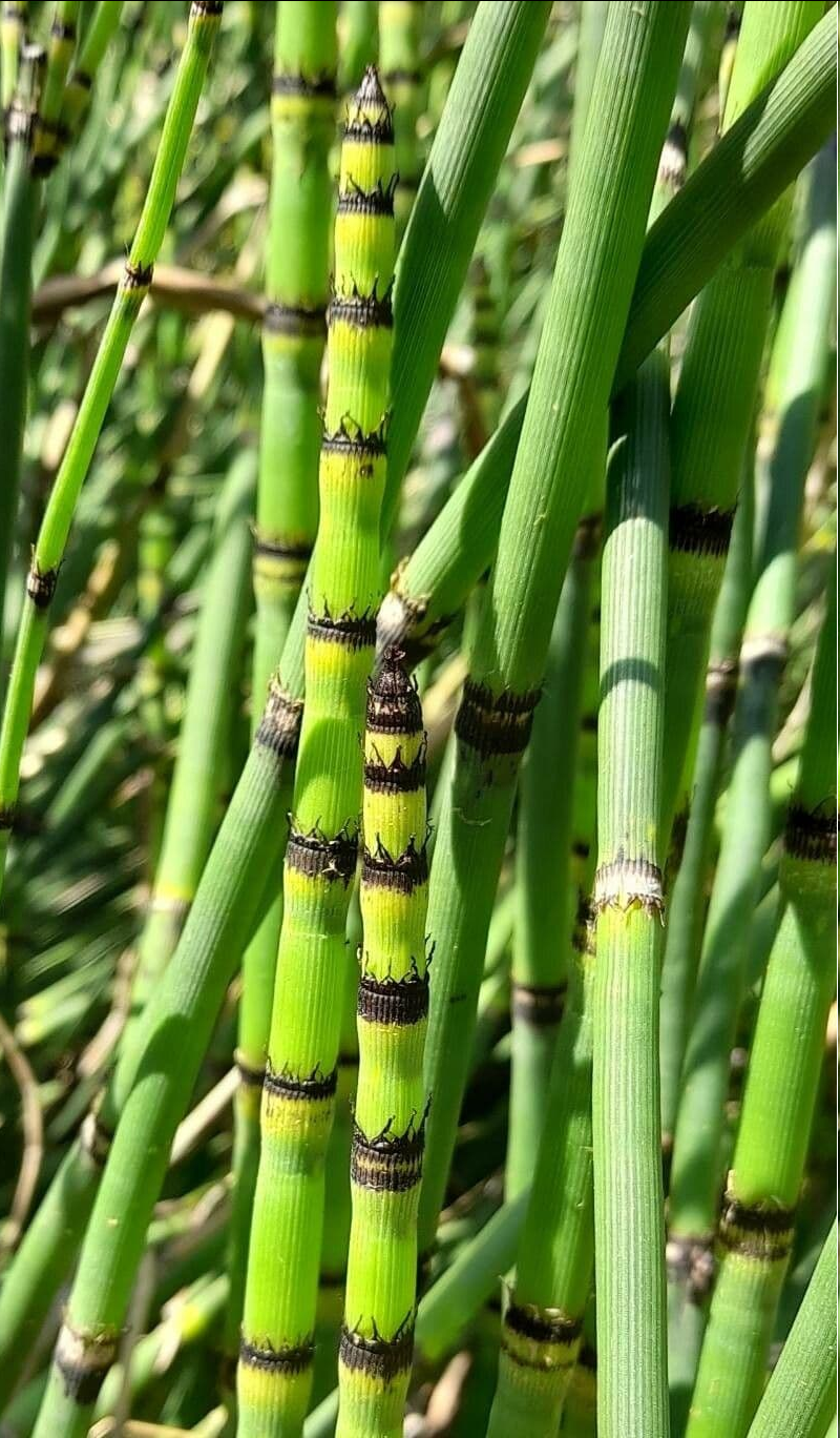<p><span style="font-family: "Open Sans"; font-size: large;"><strong><u>Equisetum hyemale - Scouring rush</u></strong></span></p>