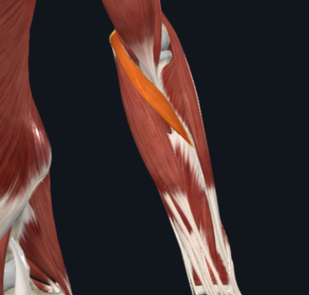 <p>What is the muscle shown in the photo?</p>