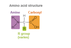 <p>central carbon atom, hydrogen atom, amino group (-NH2), carboxyl group (-COOH), R group</p>