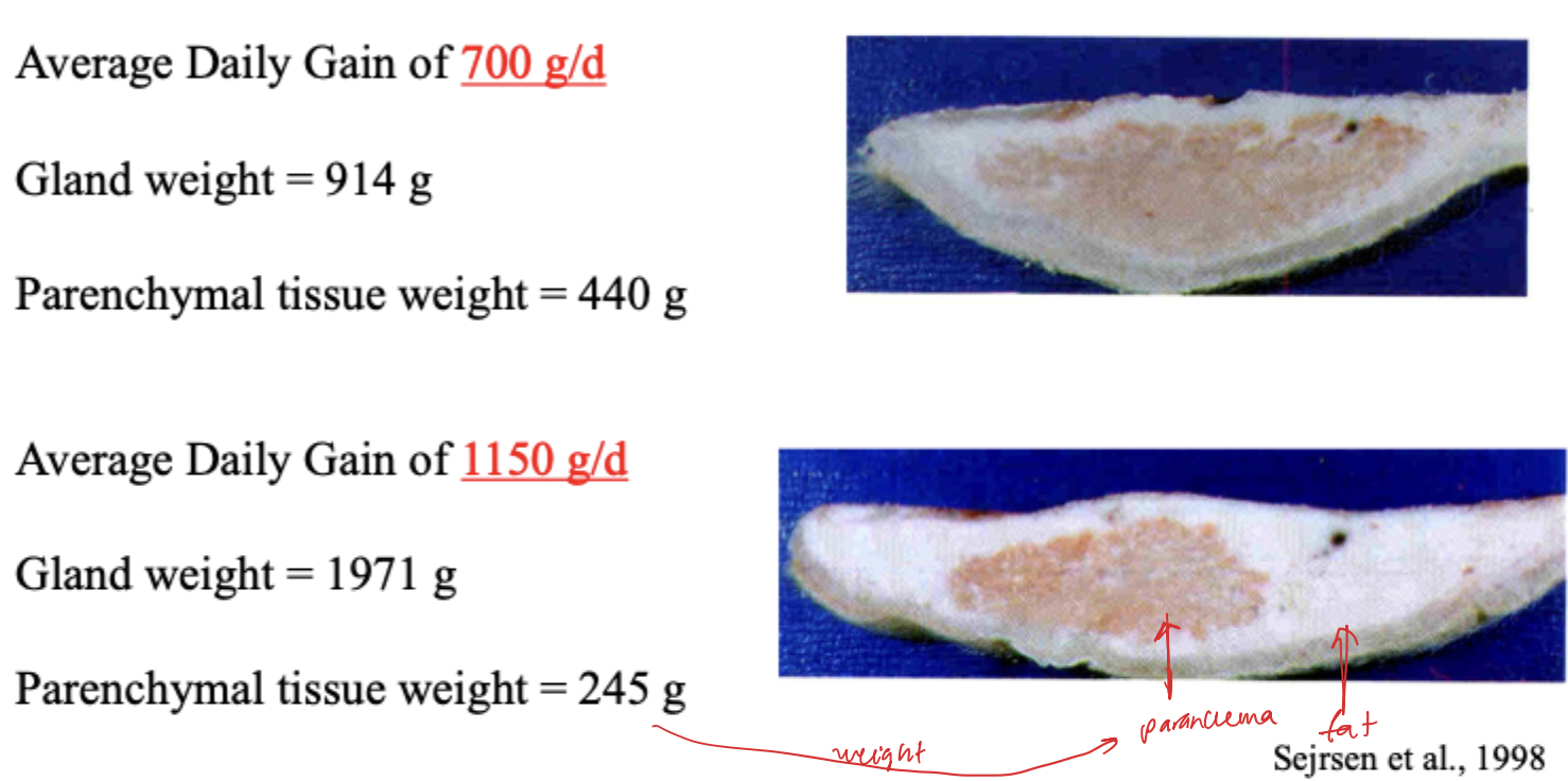 <p>Milk production increases as ADG increases → up to a point- production decreases if ADG gets too high</p><p><strong>Relationship = quadratic </strong></p><p>If heifers grow too fast before puberty- Too much fat in mammary gland= Lower milk production later</p><p>If ADG is too low- Late puberty, Small body size, Poor development = less milk </p><ul><li><p>increase cost, delayed income, lower lifetime production, increase risk dystocia if smaller (other health problems) </p></li></ul><p>Must be in middle range between 750-850 g/d</p><p></p>