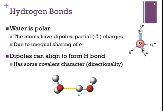 <p><span style="background-color: transparent;">Unpaired = carry a negative dipole. IN COVALENT bonds between oxygen and hydrogen, there is an UNEQUAL sharing of the electrons.&nbsp;</span></p><p><span style="background-color: transparent;"><strong>DIPOLES CAN ALIGN to form HYDROGEN bonds!!</strong></span></p><p><span style="background-color: transparent;">Bottom = ball and stick model => can see that the oxygen and hydrogen can come together to form a H bond (dashed and highlighted line). THE STICKS represent the covalent bonds.&nbsp;</span></p><p></p>