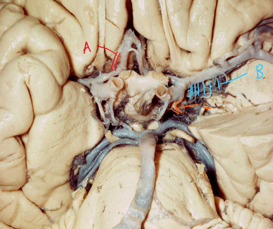 <p>Describe the arterial supplies of A, B and C</p>
