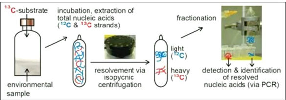 <ul><li><p>PLFA + labeled substrate (13C)</p></li><li><p>analyses df=ifferent microbial groups as peaks</p></li></ul><p></p><p>The idea is simple: you feed a microbial community a labelled compound, and only the microbes that actively metabolise it will incorporate the isotope into their cells. You then detect the “labelled” microbes using different molecular or biochemical approaches.</p><p></p>