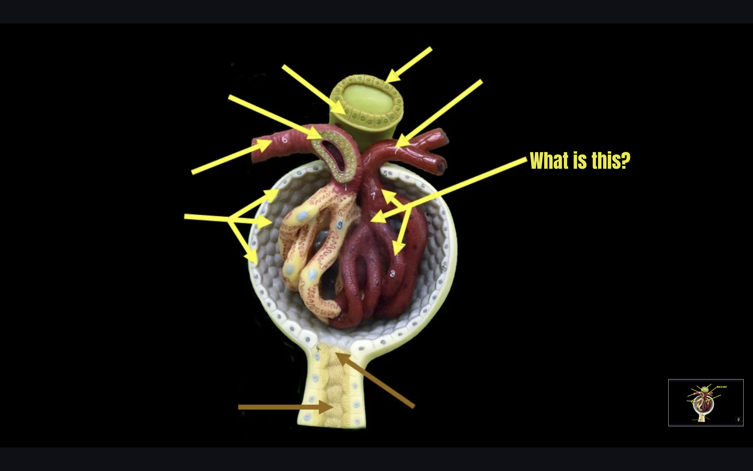 term image