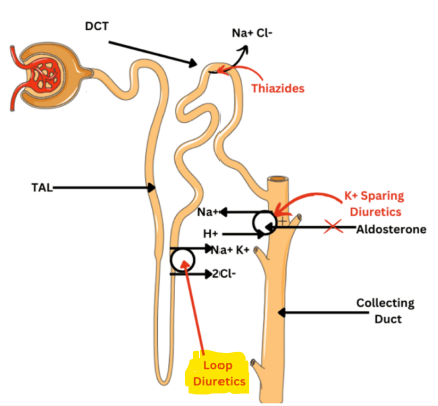 <p>MOA of loop / high ceiling diuretics ? </p>