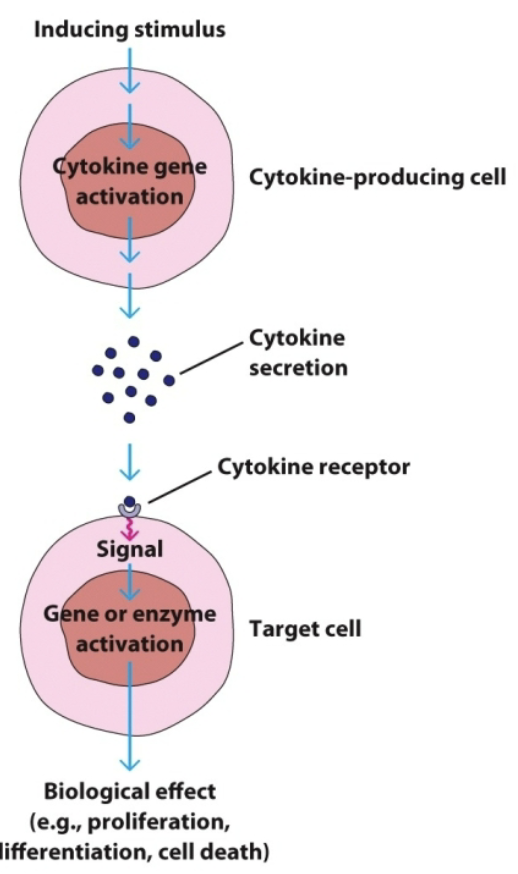 <p>cytokines can have _ biological affects</p>