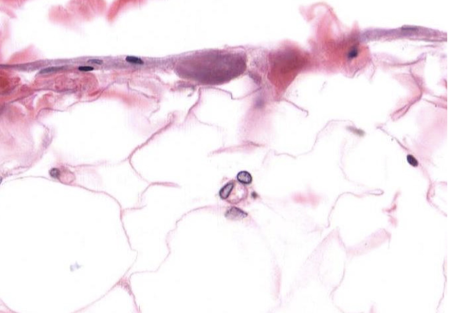 <p>Identify the Structure(s) </p>