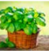 <p>basilicum</p>