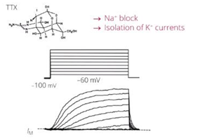 <p>with these you can isolate the potassium currents (K+)</p><p></p>