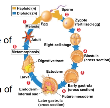 <p>Most animals reproduce sexually</p><p>• Dominant diploid stage</p><p>• Cleavage = 1st major phase of embryonic development</p><p>• rapid cell division after fertilization</p><p>• Cleavage leads to formation of a blastula</p><p>• The blastula undergoes gastrulation (2nd major phase)</p><p>• Formation of layers of embryonic tissues</p>