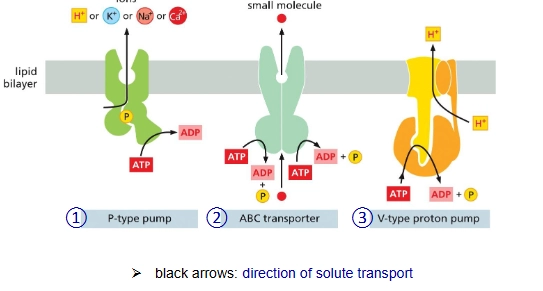 <ol><li><p>P-type pumps</p></li><li><p>ABC transporter</p></li></ol><ol><li><p>V-type pump</p></li></ol><p></p>