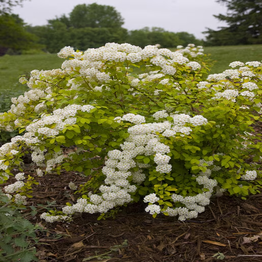 <p>Spiraea xvanhouttei</p>