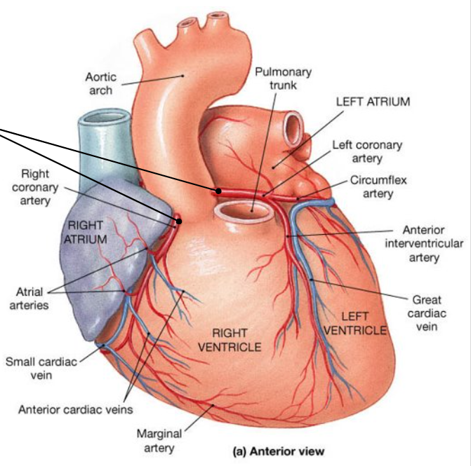 <ul><li><p>there’s two! left and right</p></li><li><p>starts superior to the aortic valve</p></li><li><p>supplies heart with oxygen rich blood</p></li></ul><p></p>