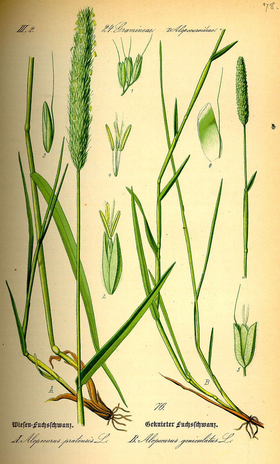 <p>vulpin des prés </p>