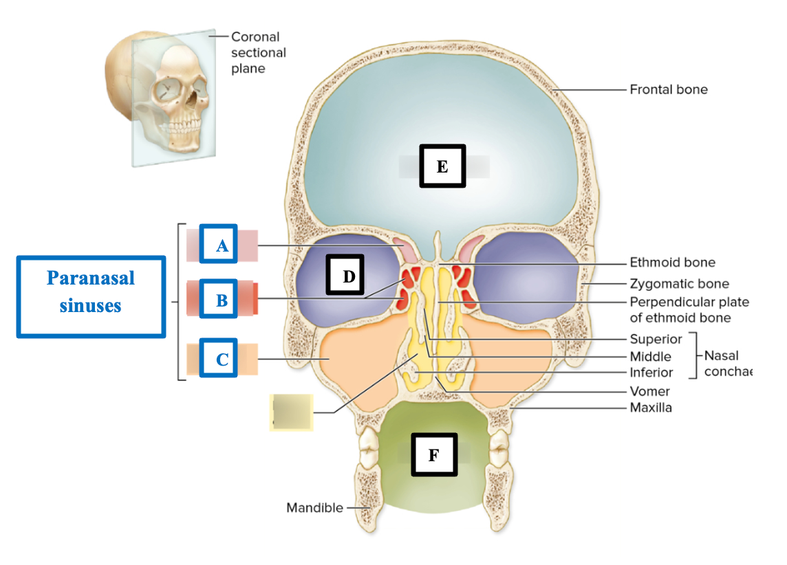 <p>Identify the cavity of the skull that label <strong>C </strong>is pointing to.</p>